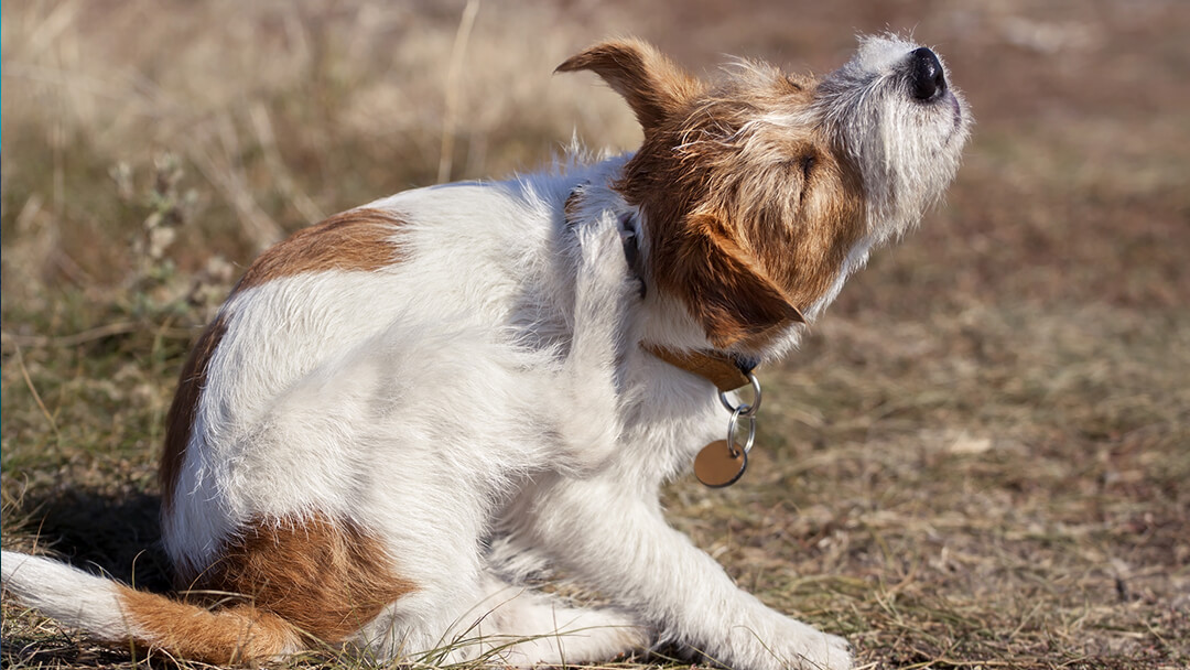 spotting-and-treating-dog-mites-purina